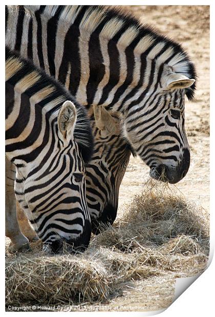 Zebra heads Print by Howard Corlett