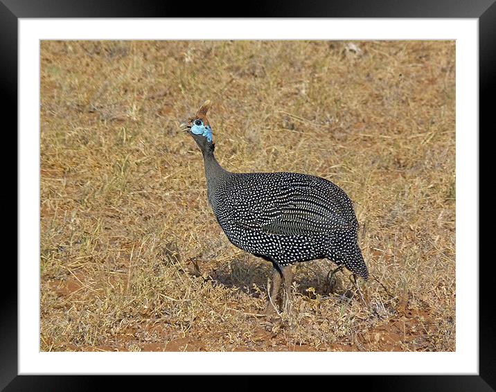 Helmeted guinea fowl Framed Mounted Print by Tony Murtagh