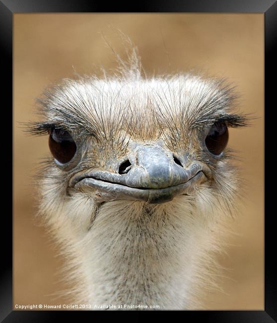 Ostrich Framed Print by Howard Corlett