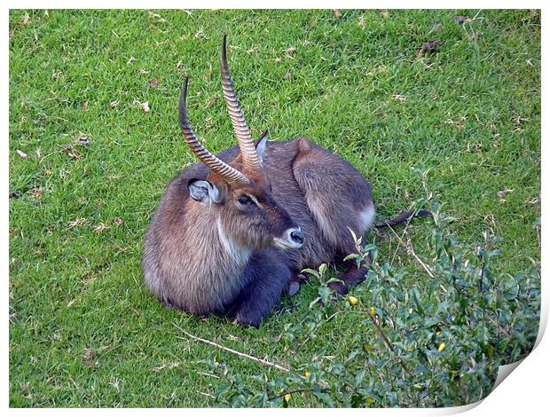 DeFassa Waterbuck Print by Tony Murtagh