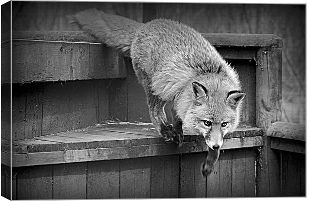 Fox, on the Move Canvas Print by Tracy Hughes