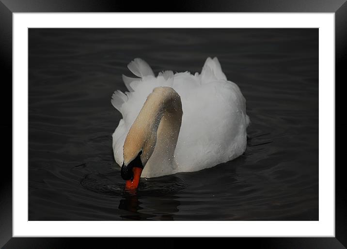 Relaxing Swan Framed Mounted Print by Tracy Hughes