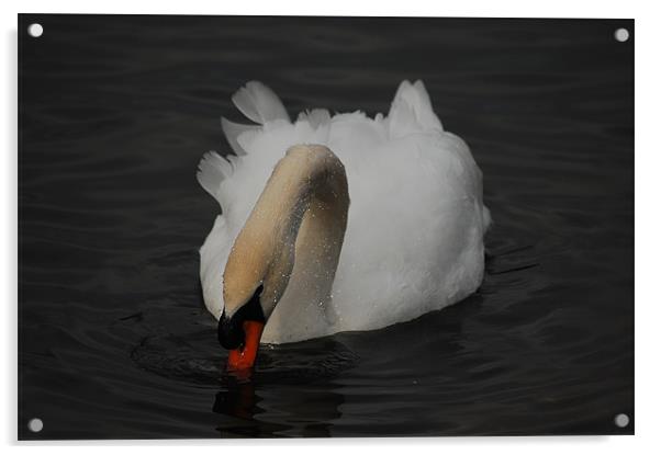 Relaxing Swan Acrylic by Tracy Hughes