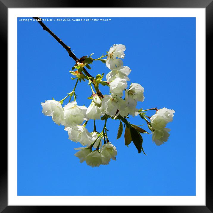 Sky Blossom Framed Mounted Print by Sharon Lisa Clarke
