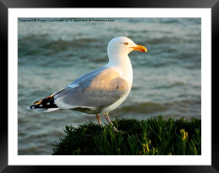 Sunshine seagull Framed Mounted Print by Sharon Lisa Clarke