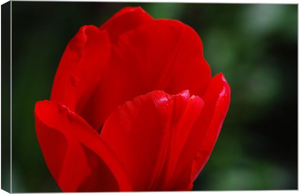 Red flower petals Canvas Print by Tracy Hughes