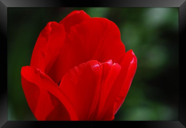 Red flower petals Framed Print by Tracy Hughes