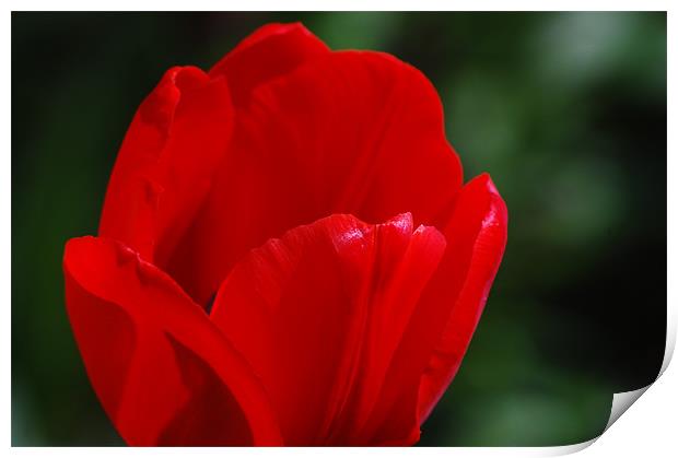 Red flower petals Print by Tracy Hughes