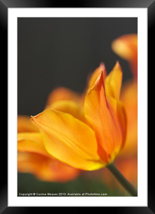 Golden Tulip enjoying the sunshine Framed Mounted Print by Corrine Weaver