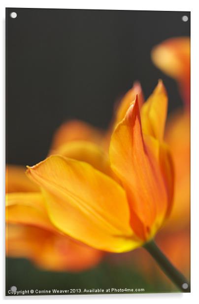 Golden Tulip enjoying the sunshine Acrylic by Corrine Weaver