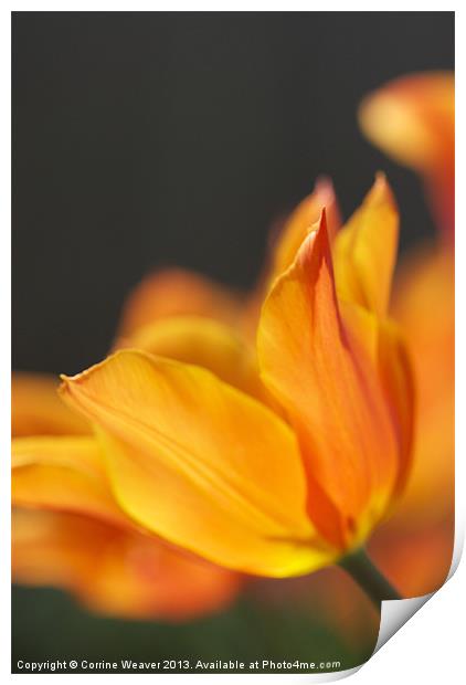 Golden Tulip enjoying the sunshine Print by Corrine Weaver