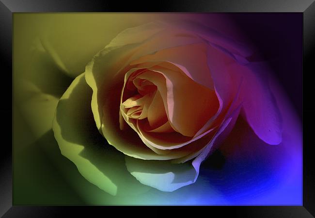 Tinted Petals Framed Print by Tracy Hughes