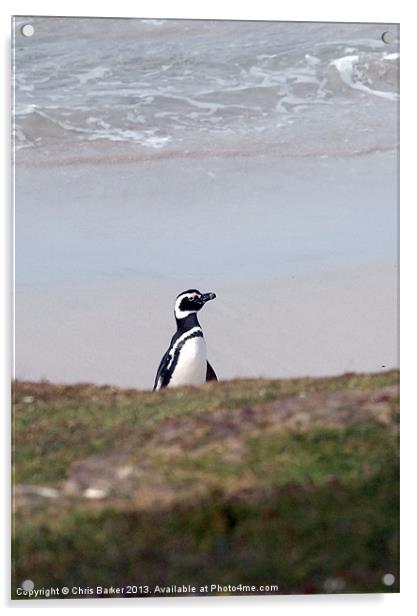 Lone Penguin Acrylic by Chris Barker