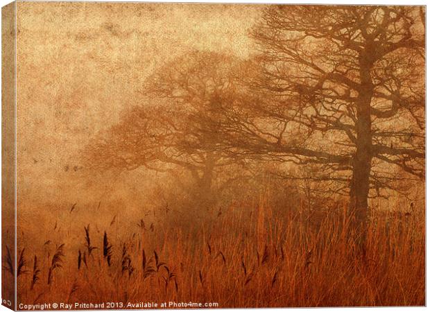 Misty Trees in Watergate Park Canvas Print by Ray Pritchard