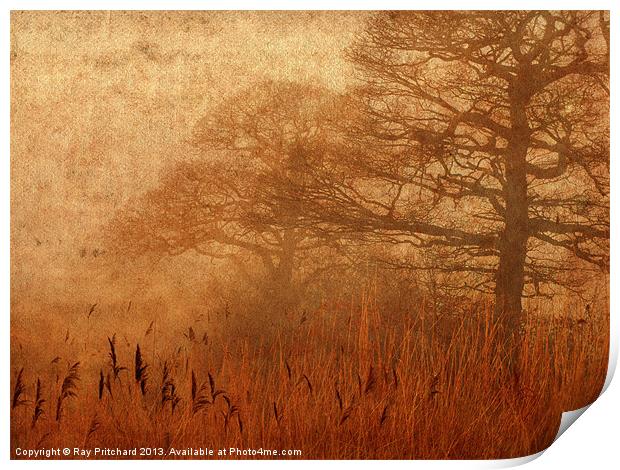 Misty Trees in Watergate Park Print by Ray Pritchard