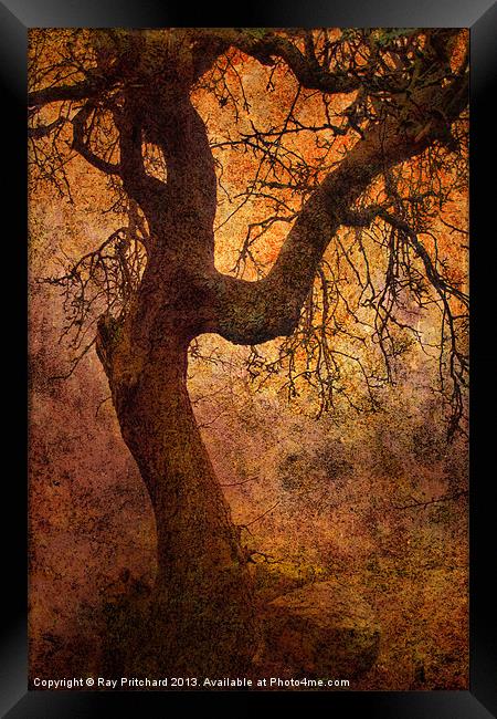 Tree Framed Print by Ray Pritchard