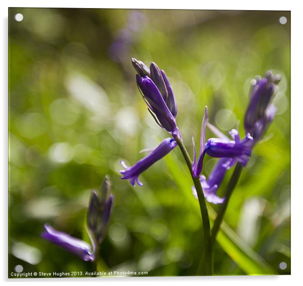 Bluebells in Spring sunshine Acrylic by Steve Hughes