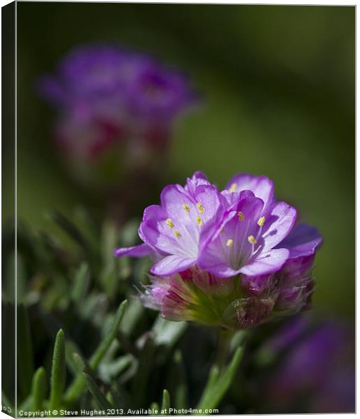 Tiny Purple Alpine flower Canvas Print by Steve Hughes