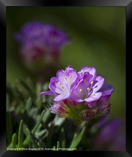 Tiny Purple Alpine flower Framed Print by Steve Hughes