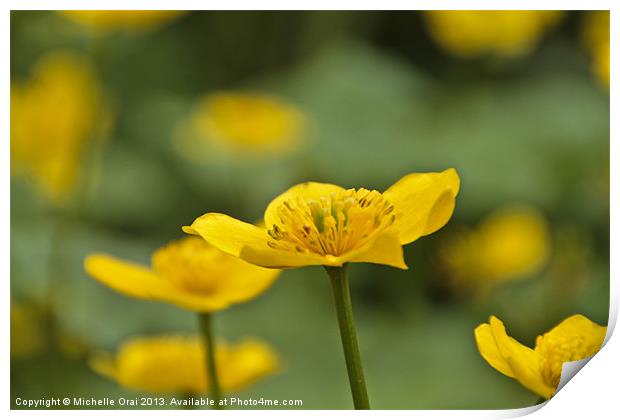 Celandine Print by Michelle Orai