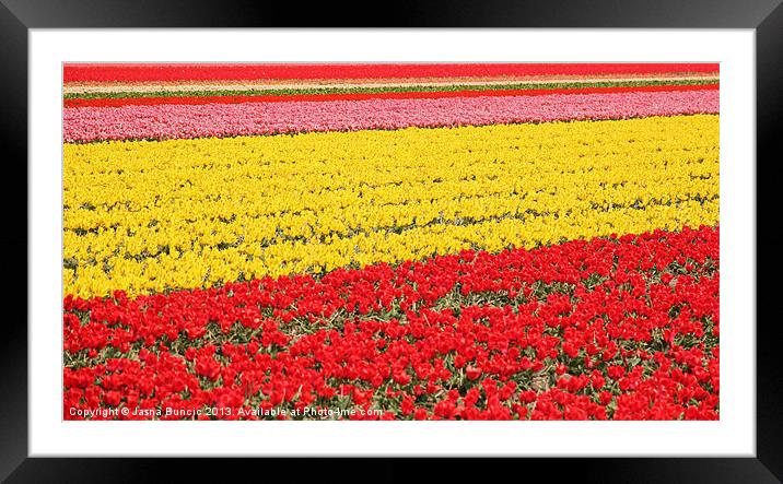 Tulip fields 1 Framed Mounted Print by Jasna Buncic
