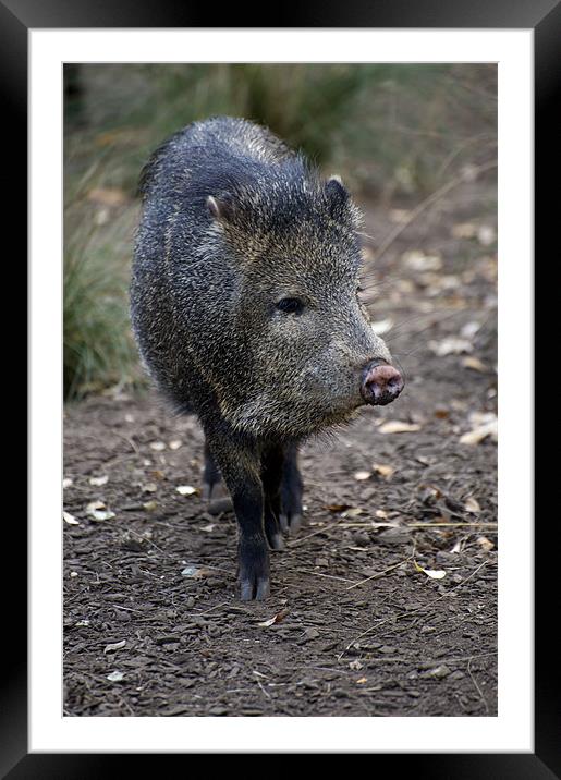 Peccary Framed Mounted Print by Graham Palmer