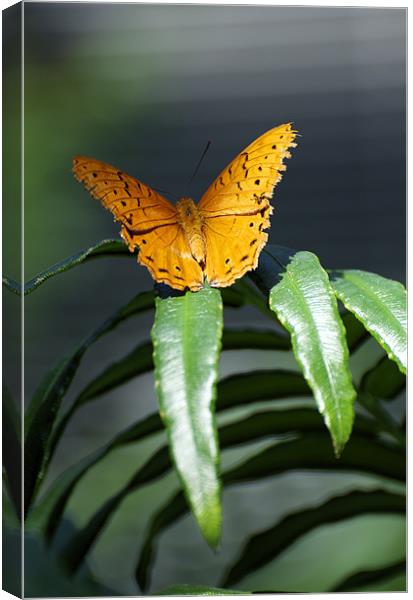 Orange Lacewing At Rest Canvas Print by Graham Palmer