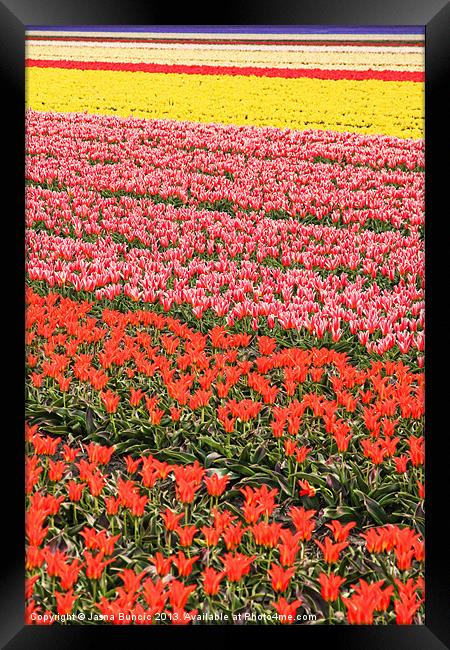 Tulip fields 2 Framed Print by Jasna Buncic