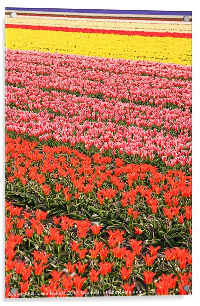 Tulip fields 2 Acrylic by Jasna Buncic