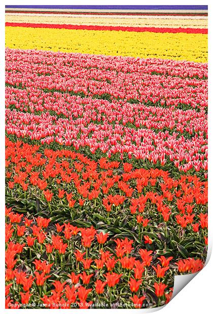 Tulip fields 2 Print by Jasna Buncic