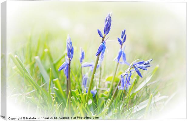 Bluebells on the Forest Canvas Print by Natalie Kinnear