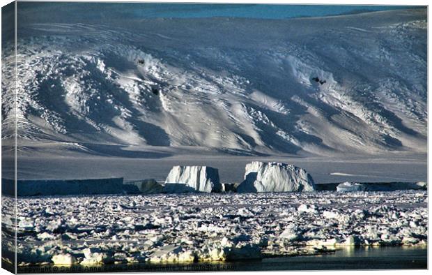 Icebergs & The Transantarctic Range Canvas Print by Carole-Anne Fooks