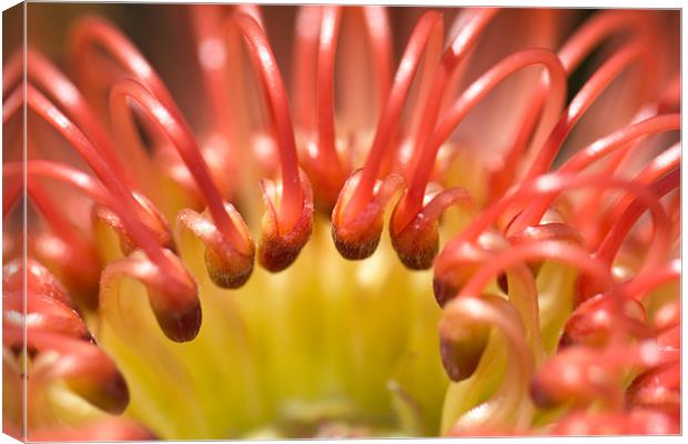 Red Pincushion Protea flower Canvas Print by Elizma Fourie