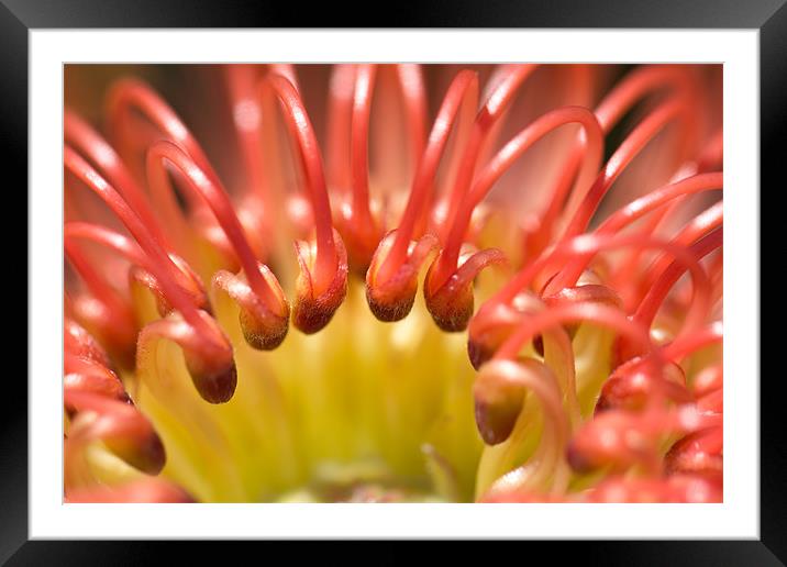 Red Pincushion Protea flower Framed Mounted Print by Elizma Fourie