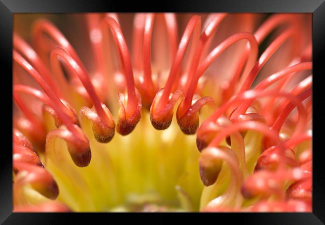 Red Pincushion Protea flower Framed Print by Elizma Fourie