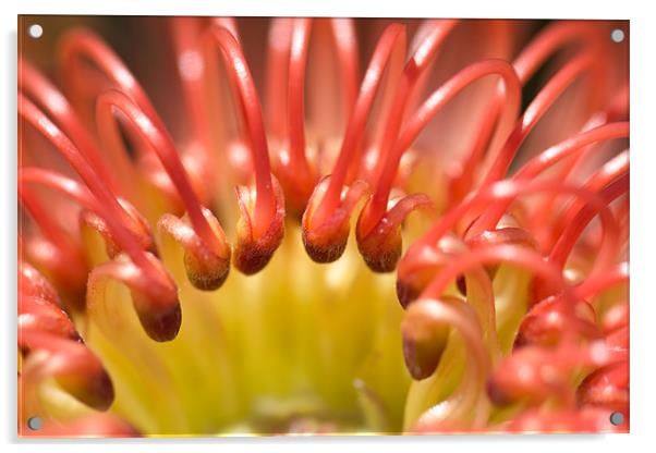 Red Pincushion Protea flower Acrylic by Elizma Fourie