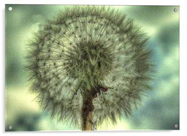 Dandelion Acrylic by carin severn