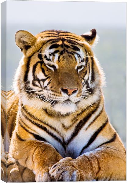 Tiger Canvas Print by Elizma Fourie