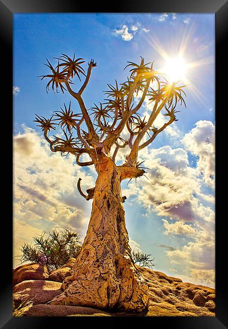 Quiver Tree Framed Print by Elizma Fourie
