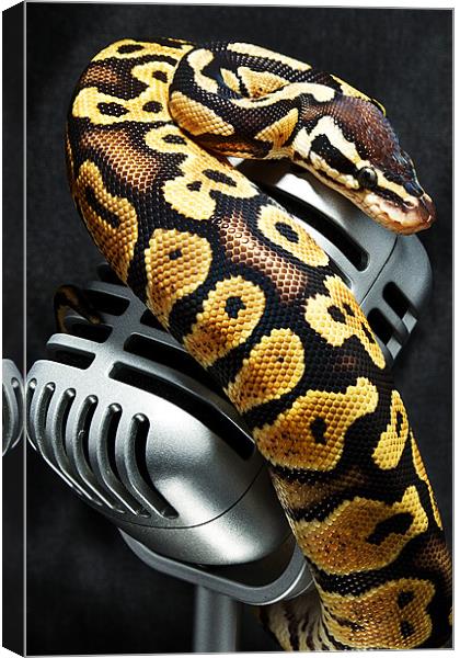Mike on a Mic Canvas Print by Fiona Brims