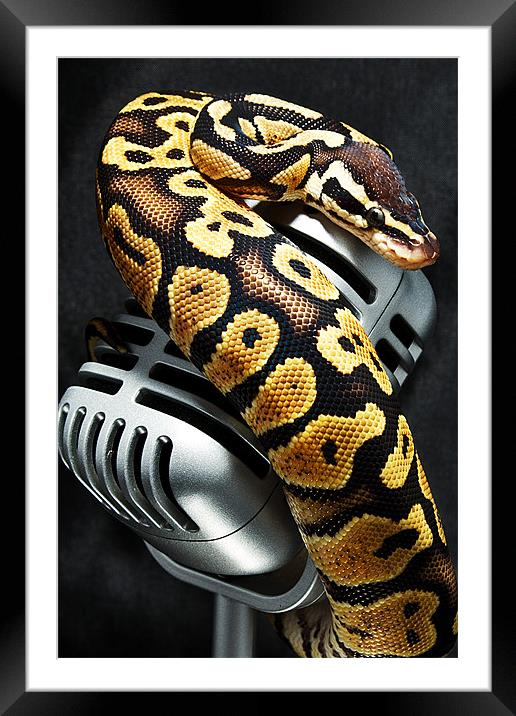 Mike on a Mic Framed Mounted Print by Fiona Brims