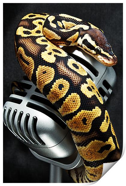 Mike on a Mic Print by Fiona Brims