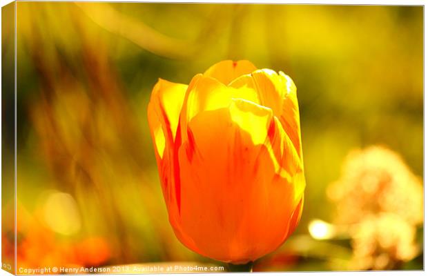 Tulip Canvas Print by Henry Anderson