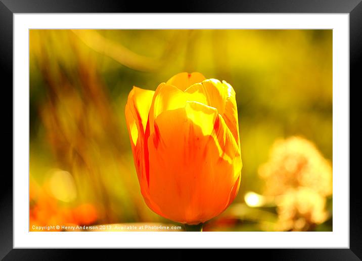 Tulip Framed Mounted Print by Henry Anderson