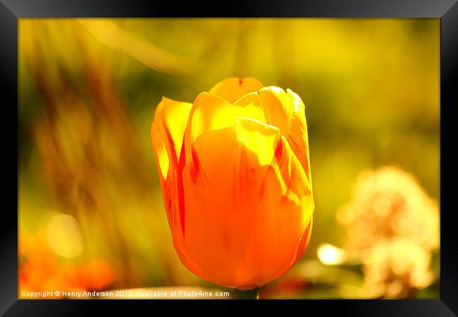 Tulip Framed Print by Henry Anderson