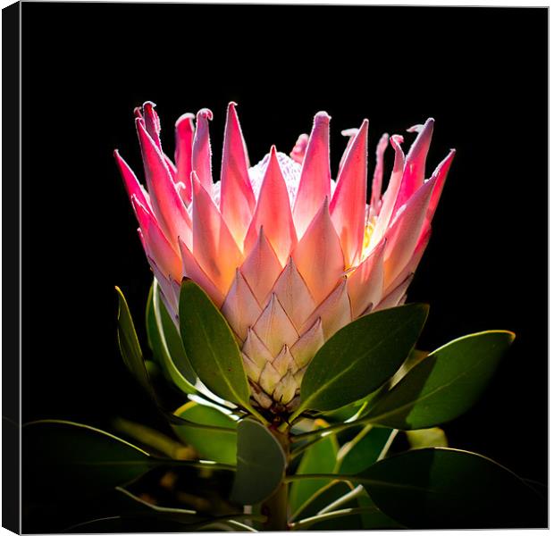 King Protea Canvas Print by Elizma Fourie