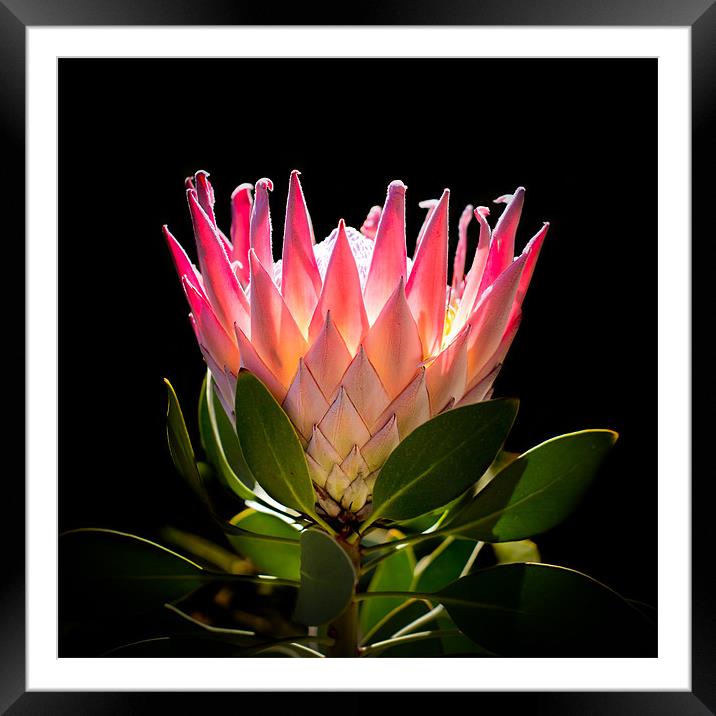 King Protea Framed Mounted Print by Elizma Fourie