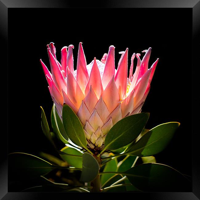 King Protea Framed Print by Elizma Fourie