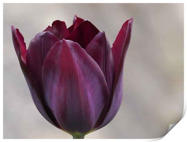 Tulip Print by sharon bennett