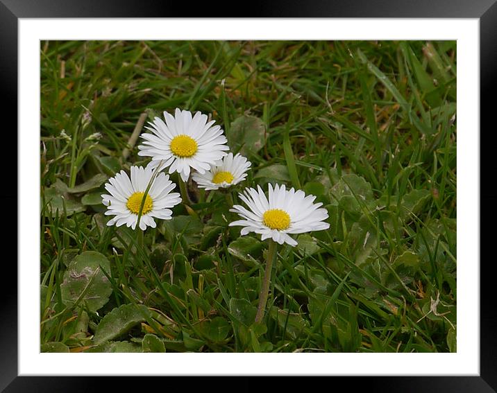 Weed or wild flower ? Framed Mounted Print by sharon bennett